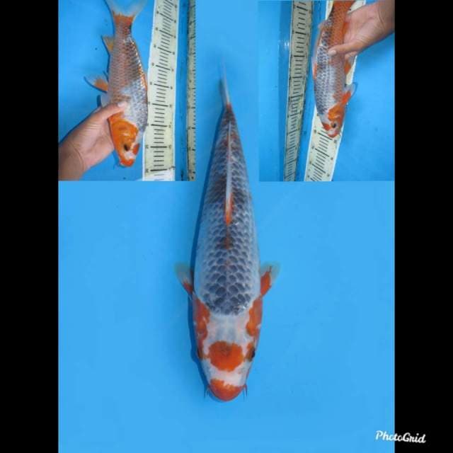 34cm , Maruten Asagi Original