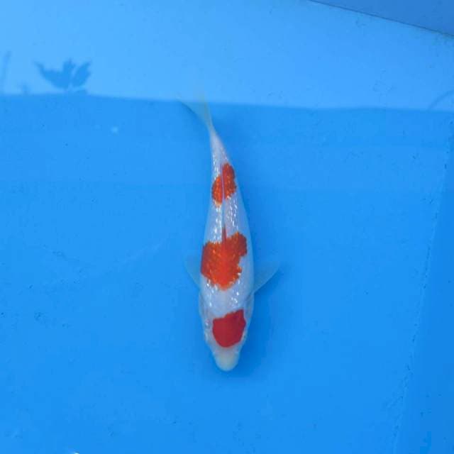 Sandan Kohaku Ginrin F1
