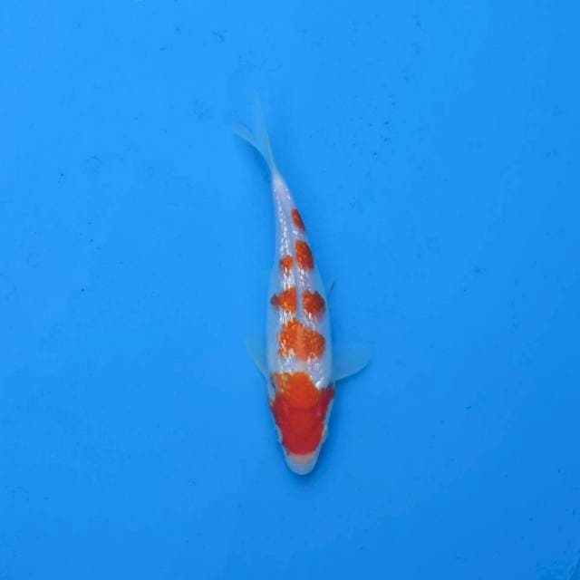 Kohaku Ginrin F1
