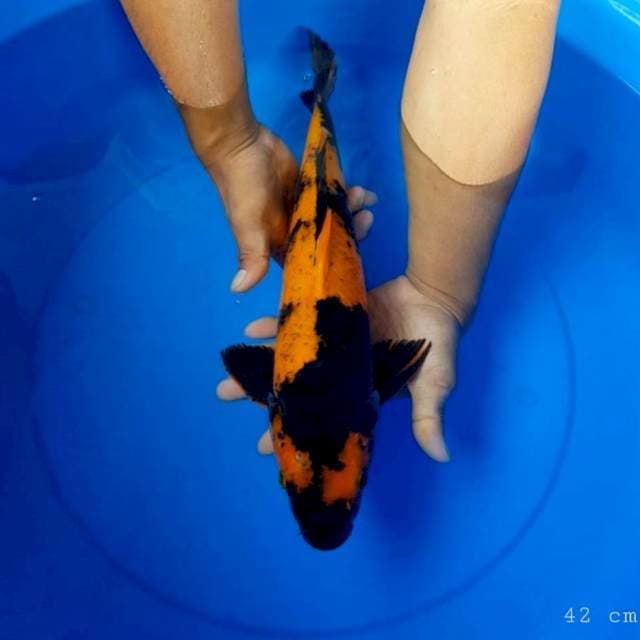 Hi utsuri 42 cm
