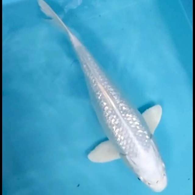 Platinum ginrin 34cm