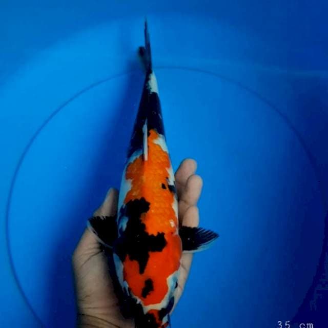 Showa 35 cm