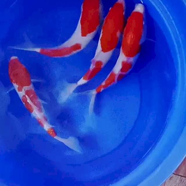 Kohaku plus gosiki jossh