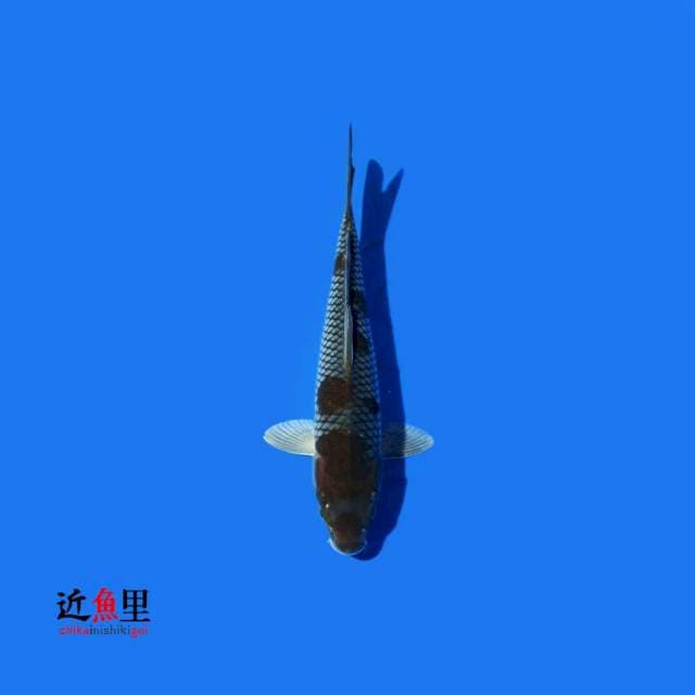 Ochiba 33 cm