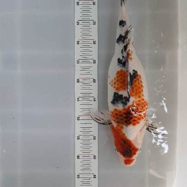 Sanke Jumbo 48cm Gendong Telor