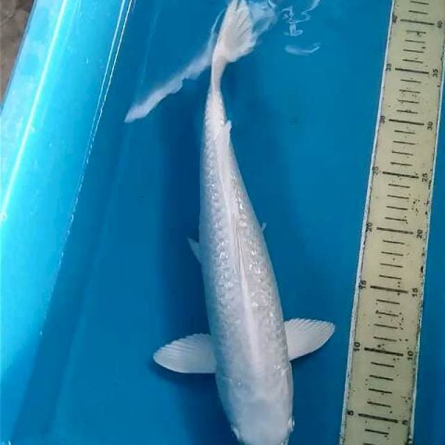 Platinum Ginrin ~38