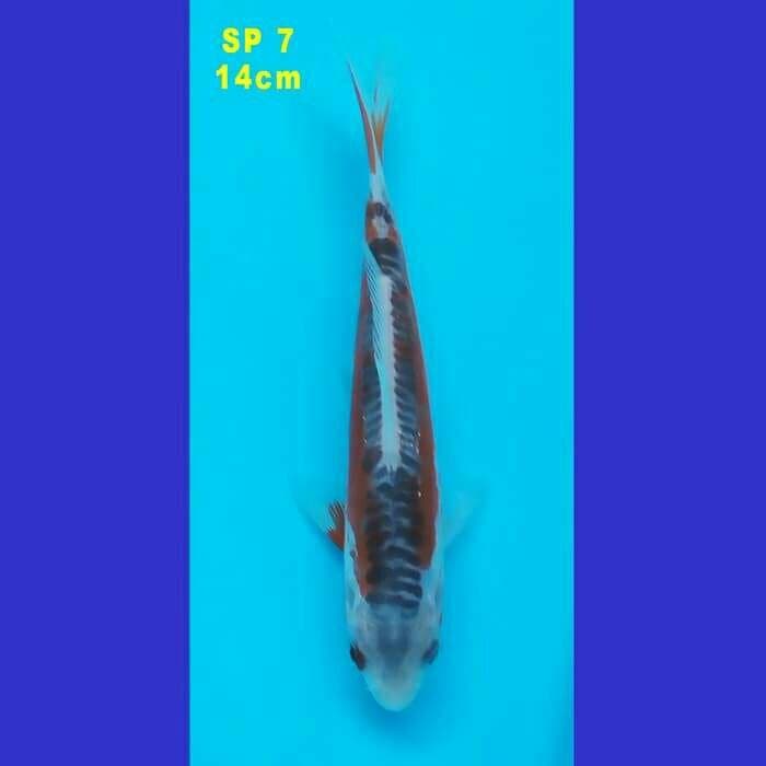 SHUSUI F1 KONISHI 80 BU (SP 7)