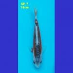 SHUSUI F1 KONISHI 80 BU (SP 7)