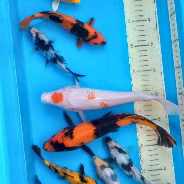 Mix 9 ekor 14-17cm