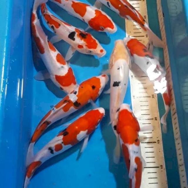 SANKE DOITSU 25-27 CM RED STRONG
