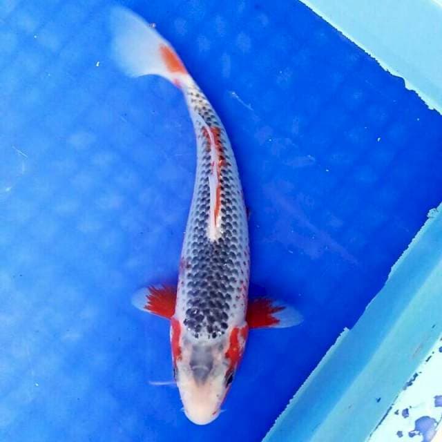 Red Asagi 22cm