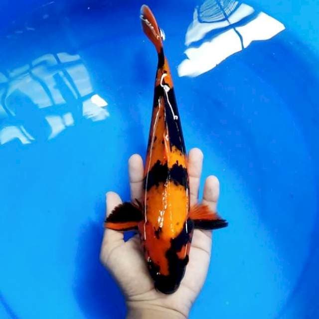 Hi utsuri 31cm tembus perut male