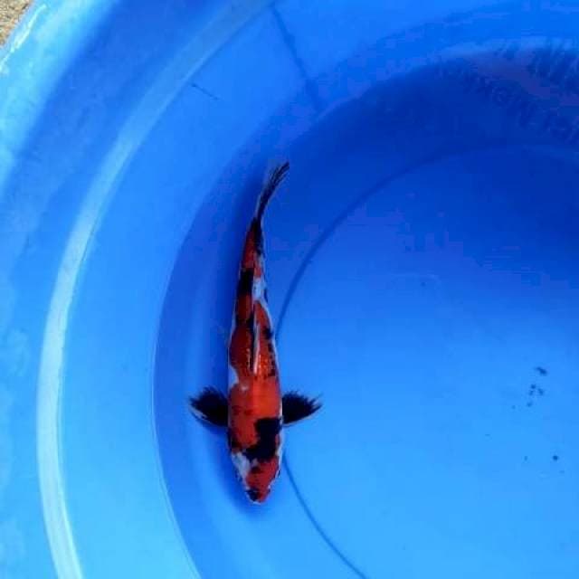 Showa doits 27 cm