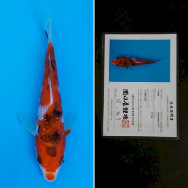 Sekiguchi sanke 15cm sertifikat