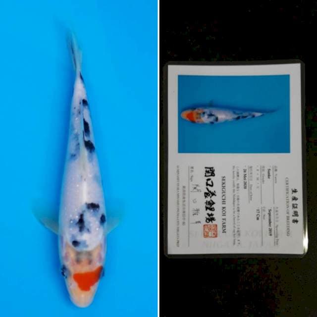 Sekiguchi tancho sanke 17cm sertifikat
