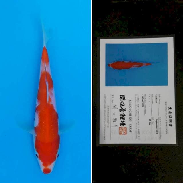 Sekiguchi sanke 15cm sertifikat