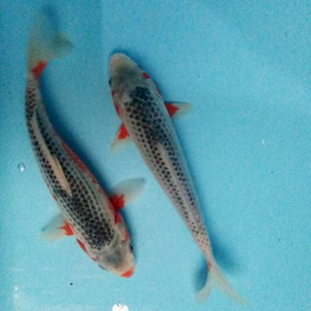 duo ASAGI 25cm