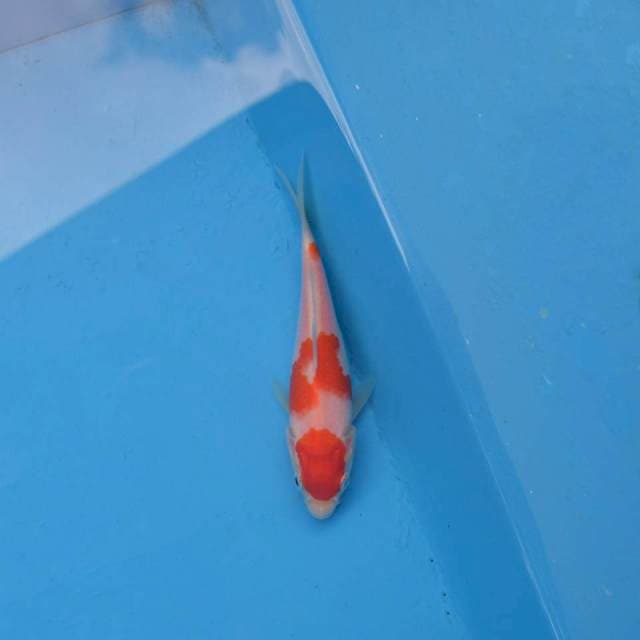 Maruten Kohaku F1