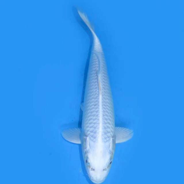 Tosai Platinum , 34cm 