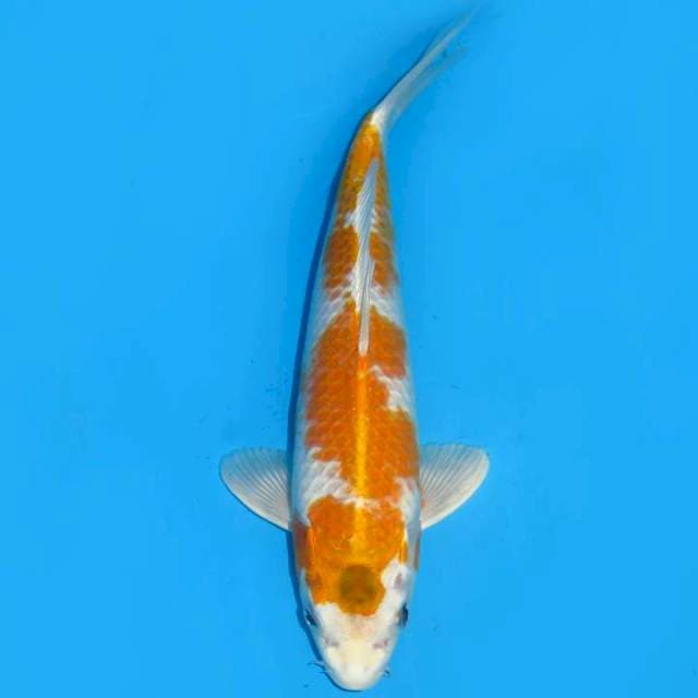 Tosai Hariwake Original , 34cm