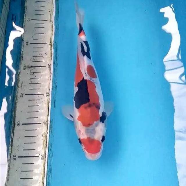 Showa Doitsu(Murni) 25cm Male