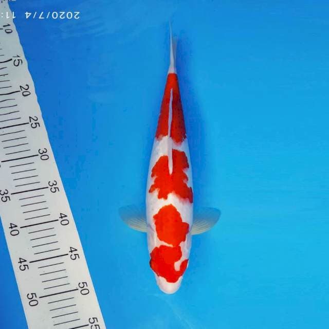 IZUMO 6 ~ KOHAKU ANTIQ ™