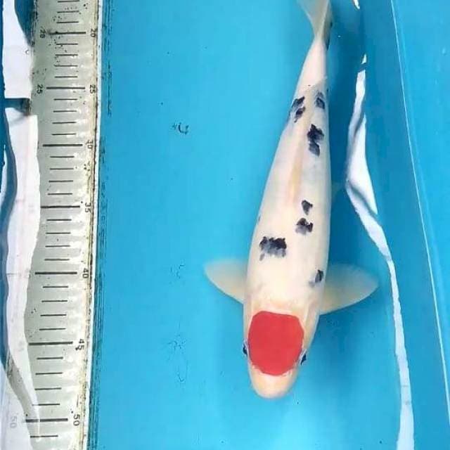 Tancho Sanke 33cm Male