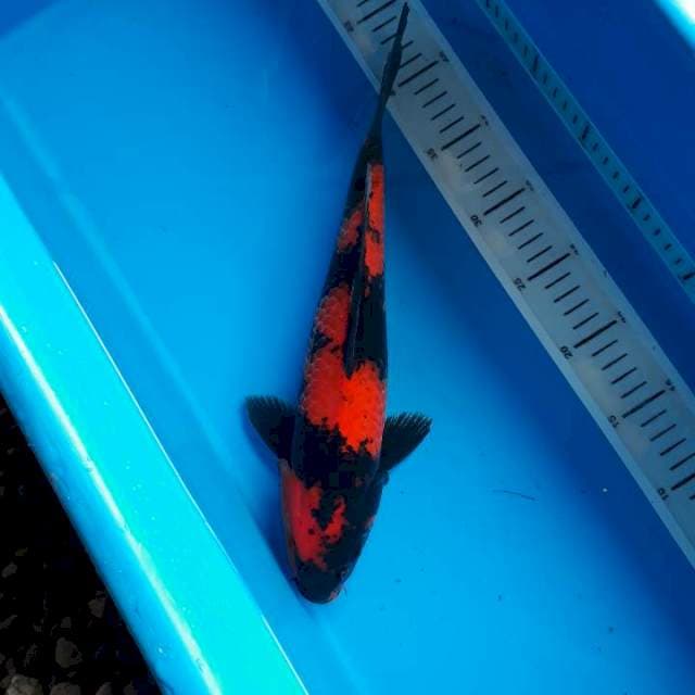 Utsuri 34cm male
