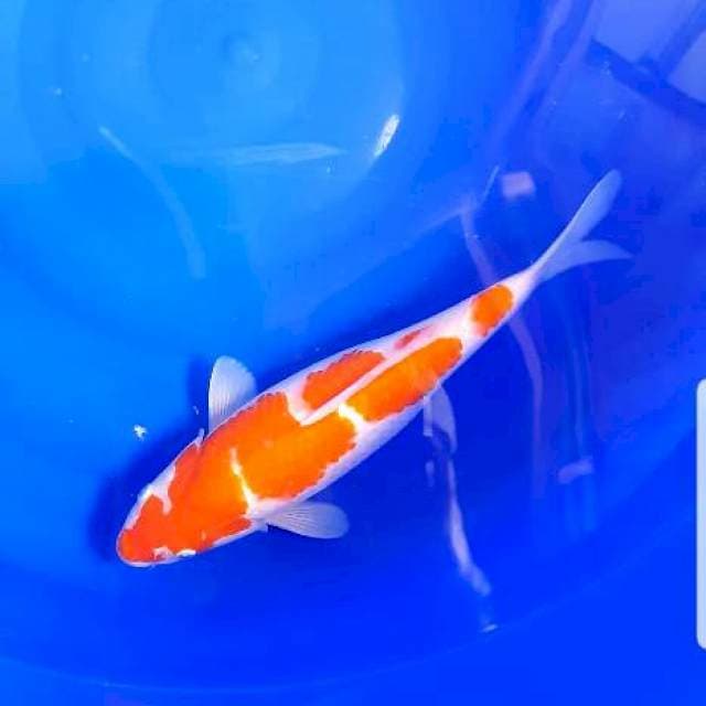 Kohaku