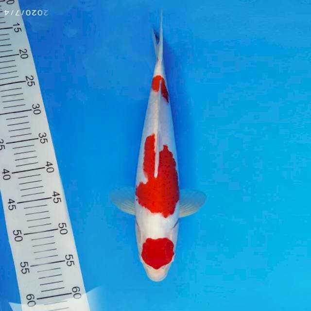 IZUMO 10 ~ MARUTEN KOHAKU ™