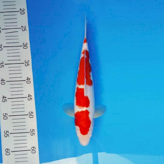 IZUMO 12 ~ KOHAKU 4 STEPS ™