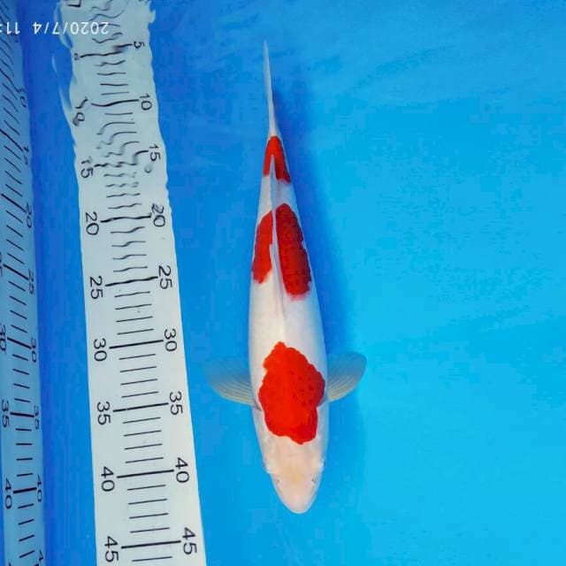 IZUMO 15 ~ KOHAKU 3 STEPS ™