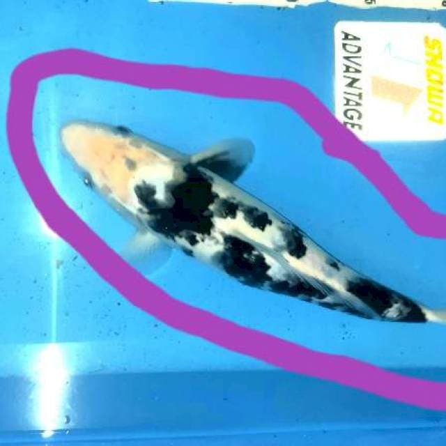 Bekko bongsor... 34cm