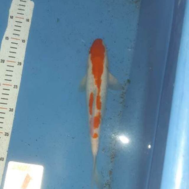 Kohaku doitsu murni