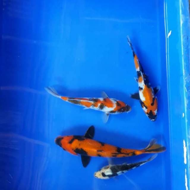 Mix showa, shiro, utsuri