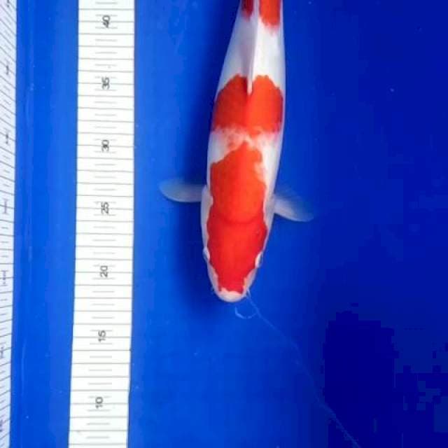 Kohaku joss, 40Bu Oyi
