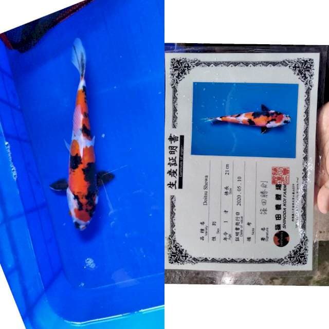 Showa doitsu shinoda serti