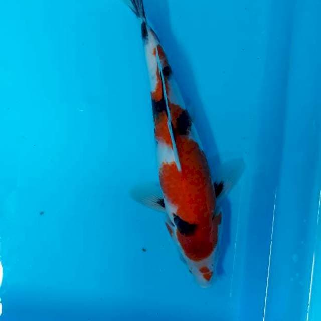 Showa 