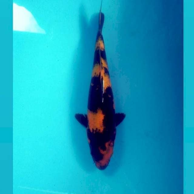 Hiu merah tembus bawah, 31 cm