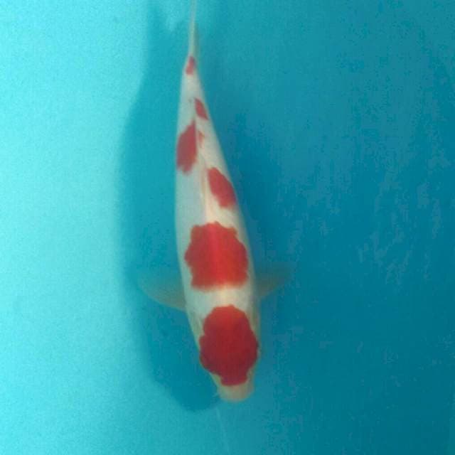 Original Patern Kohaku, 25 cm