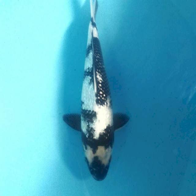Shiro Ginrin, 30 cm