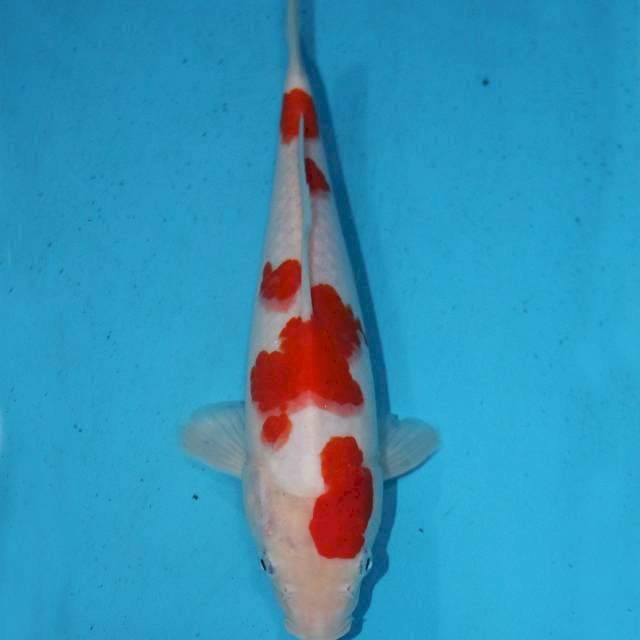 Kohaku istimewa