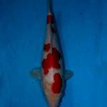 Kohaku istimewa