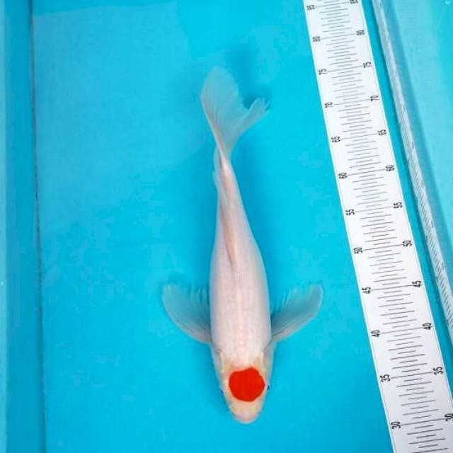 KUMPAY TC KOHOKU ORI 43 CM