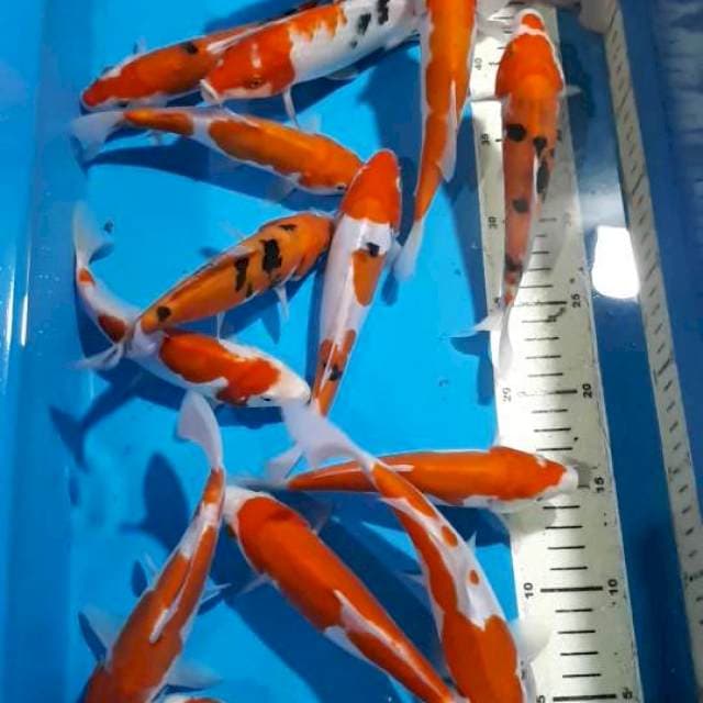 KOHAKU SANKE DOITSU 17-20 CM 17 EKOR