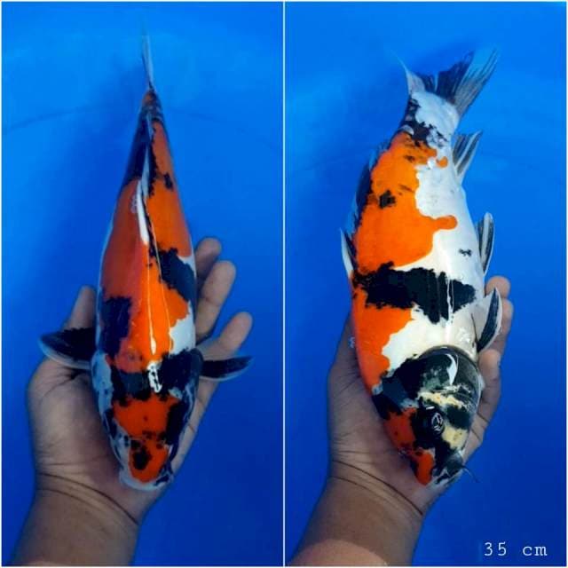 Doitsu showa 35 cm