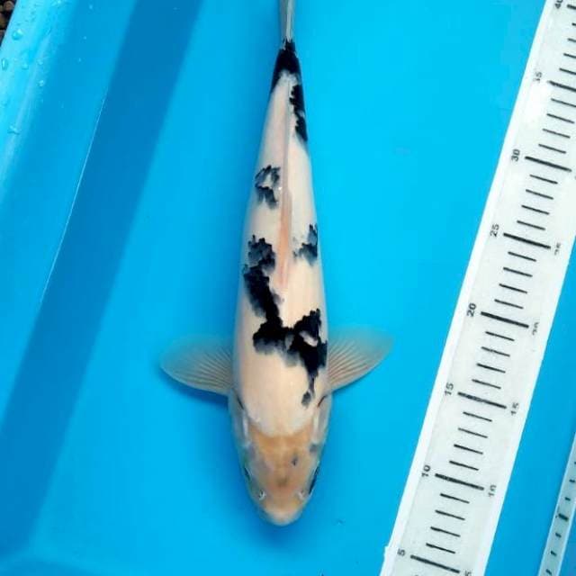 Niyama Shiro 34cm Male