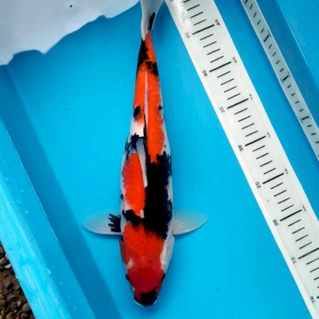 Female glow Showa 37cm