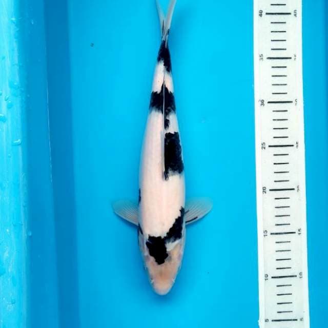 Niyama Shiro super black white 33cm ( - )