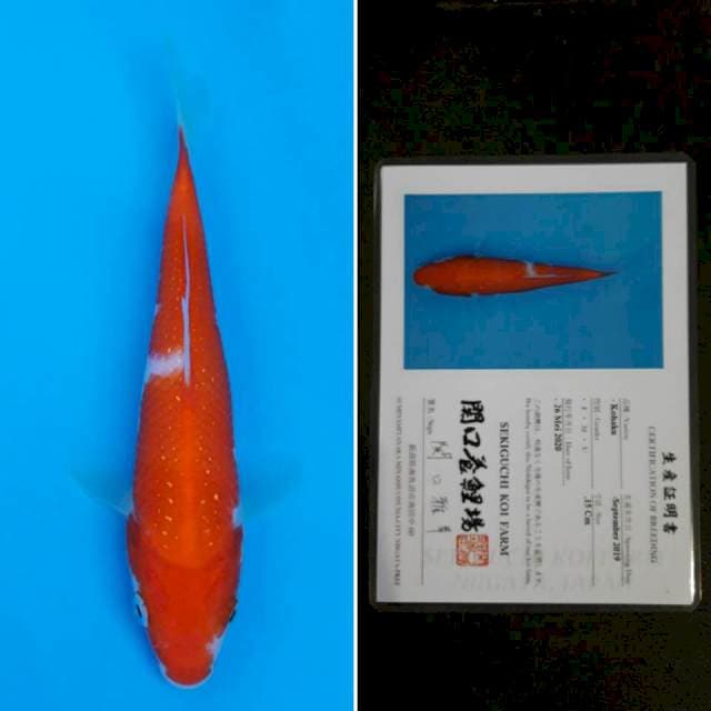 Sekiguchi kohaku 15cm sertifikat